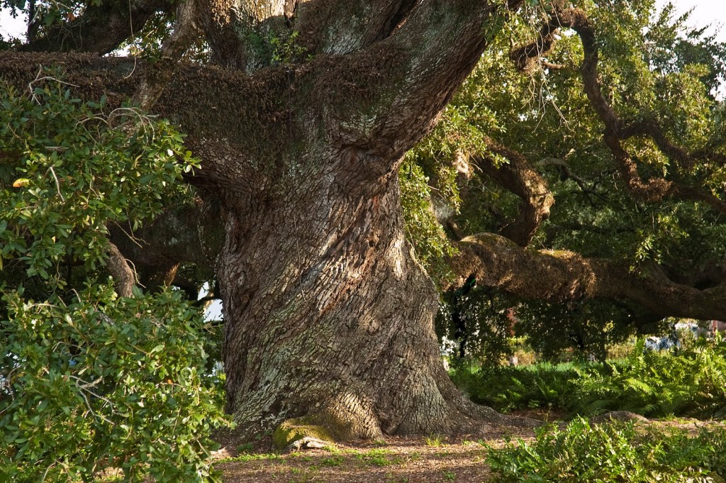 Prečo boli stromy u našich predkov považované za posvätné?