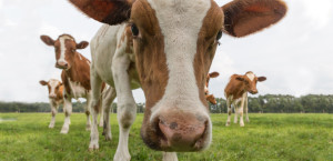 guernsey-cow-750x368