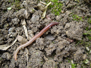 1_Earthworm