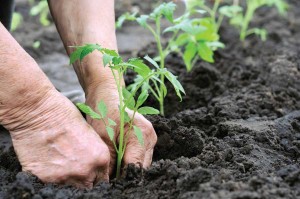 Hands-Planting