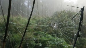 hämähäkinverkko%20luonto%20metsä%20sade%20syksy%20luontokuvaus%20kaste%20aamukaste