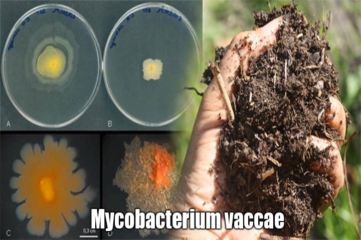microbacc