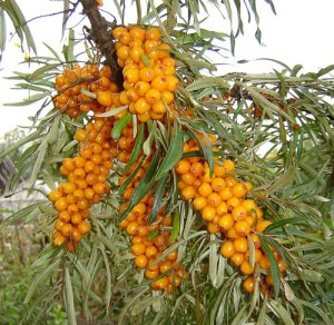 Hippophae_rhamnoides_K