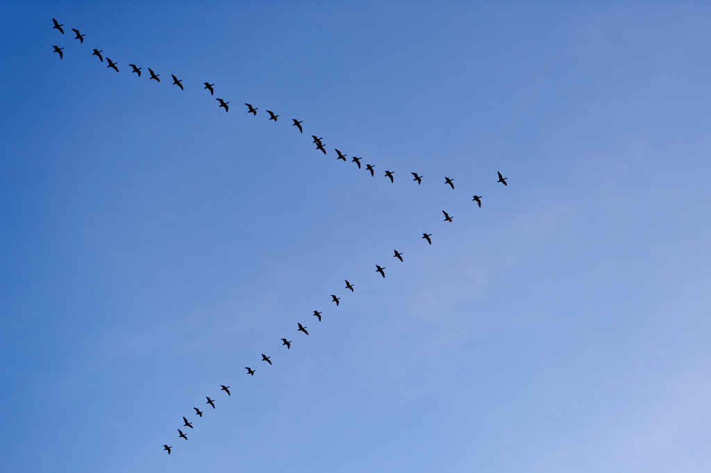 snow-geese-in-formation