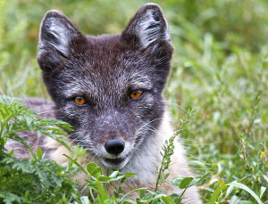 Arctic Fox