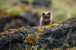 Arctic Fox (Vulpes lagopus fuliginosus)