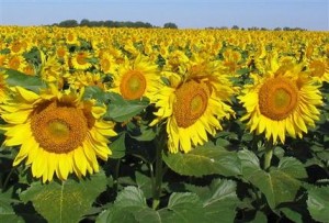 sunflower medical uses