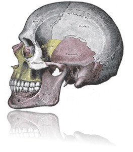 skull