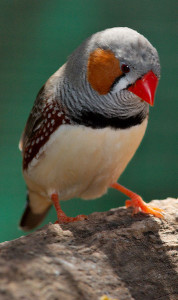 zebra-finch-pic