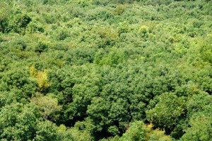 2632890-forest-canopy-as-seen-from-above