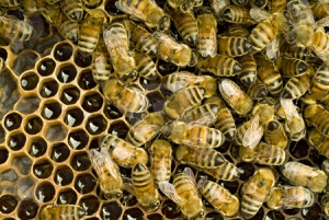 cutcaster-photo-100291430-bees-inside-beehive