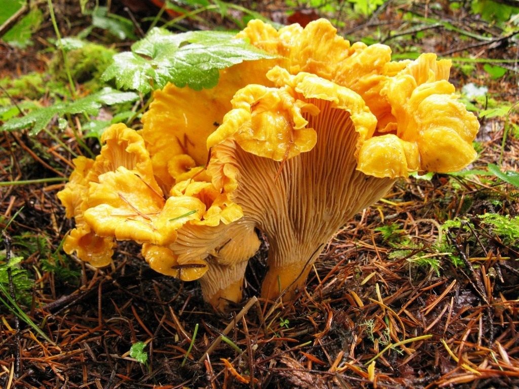 Cantharellus-1