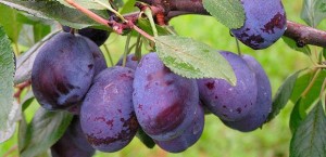 b3d7764e8e854ae_621x300