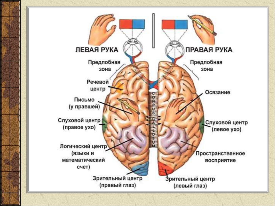 Характеристика полушарий мозга